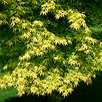 Acer palmatum - Katsura - Japanese maple