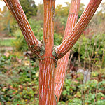 Acer pensylvanicum - Erythrocladum - Snake Bark Maple - 2nd Image