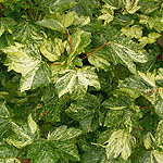Acer pseudoplatanus - Varegatum Leopoldii - Variegated Maple