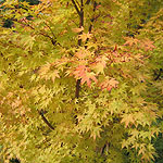 Acer palmatum - Sango-Kaku - 2nd Image