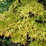 Acer palmatum - Sango-Kaku