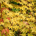 Acer palmatum - Sango-Kaku - 3rd Image
