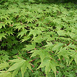 Acer palmatum - Septemlobum