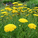 achillea - Parks Variety - Yarrow