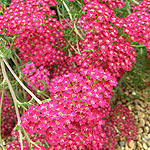 Achillea millefolium - Cerise Queen