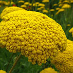 achillea - Parks Variety - Yarrow - 2nd Image