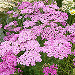 Achillea millefolium - Lilac Beauty - Yarrow