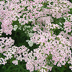 Achillea millefolium - Rosea