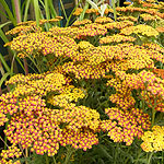 Achillea - Walther Funcke - Yarrow