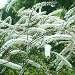 Actaea matsumurae - Elstead Variety - Banebury