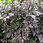 Actaea simplex - Brunette - Baneberry, Actaea