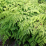 Adiantum venustum - himlayan maidenhair fern