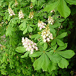 Aesculus hippocastanum - Horse Chestnut - 2nd Image