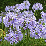 Agapanthus Kingstone Blue