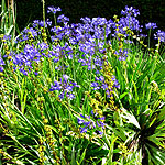 Agapanthus - Mabel Grey - African Lily - 2nd Image