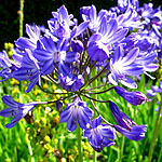 Agapanthus - Mabel Grey - African Lily