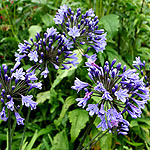 Agapanthus Midnight Blue