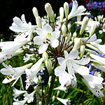 Agapanthus praecox - Albiflorus - African Lily