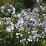 Agapanthus - Silver Mist