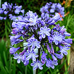 Agapanthus - Sybil Harton