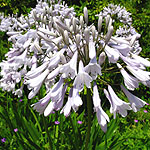 Agapanthus - Windsor Grey - 2nd Image