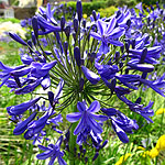 Agapanthus - Windsor Grey - African Lily