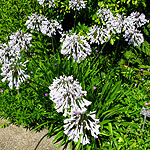 Agapanthus - Windsor Grey