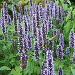 Agastache - Black Adder - Giant Hyssop