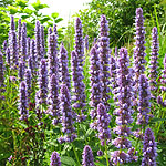 Agastache  - Blue Fortune - Giant Hyssop - 2nd Image