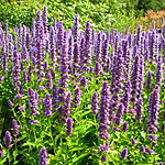 Agastache  - Blue Fortune - Giant Hyssop