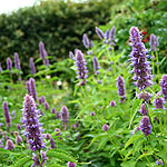 Agastache foeniculum - Anise Hyssop