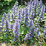 Ajuga reptans - Bugle, Ajuga