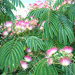 Albizia julibrissin - Rosea