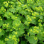 Alchemilla mollis - Ladies mantle, Alcemilla