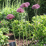 Allium firmament - Ornamental Onion, Allium - 2nd Image