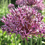 Allium firmament - Ornamental Onion, Allium