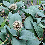 Allium karataviense - Alpine Allium