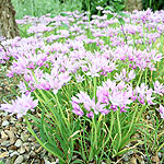 Allium murrayanum