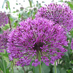 Allium  hollandicum - Purple Sensation - Allium, Ornamental Onion - 2nd Image
