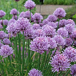 Allium schoenoprasum - Chive, Allium - 2nd Image