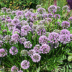 Allium  nutans - Superbum - Siberian Chive, Allium