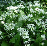 Allium ursinum - Wild Garlic, Allium