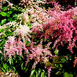 Astilbe - Elegans - Goatbeard, Astilbe - 2nd Image