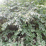 Amelanchier alnifolia - Amelanchier