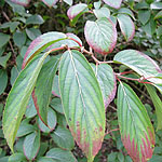 Amelanchier alnifolia - Amelanchier - 2nd Image