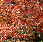 Amelanchier canadensis - Snowy Mespilus