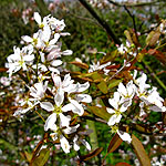 Amelanchier x grandiflora - Robin Hill - Amerlanchier