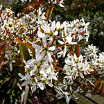 Amelanchier lamarckii - Snowy Mespilus - 2nd Image