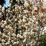 Amelanchier lamarckii - Snowy Mespilus