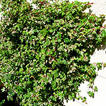 Ampelopsis brevipedunculata - Elegans - Peppervine, Ampelopsis - 2nd Image